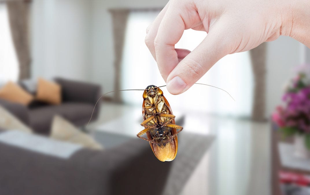 What You Need to Know About a Cockroach Infestation