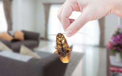 What You Need to Know About a Cockroach Infestation