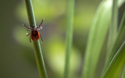 Top Tips for Tick Prevention in Maine