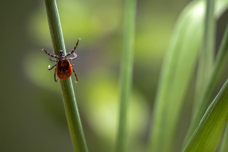 Top Tips for Tick Prevention in Maine