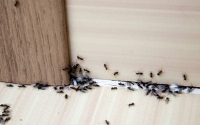 What’s the Difference Between a Pest Control Expert and an Exterminator?