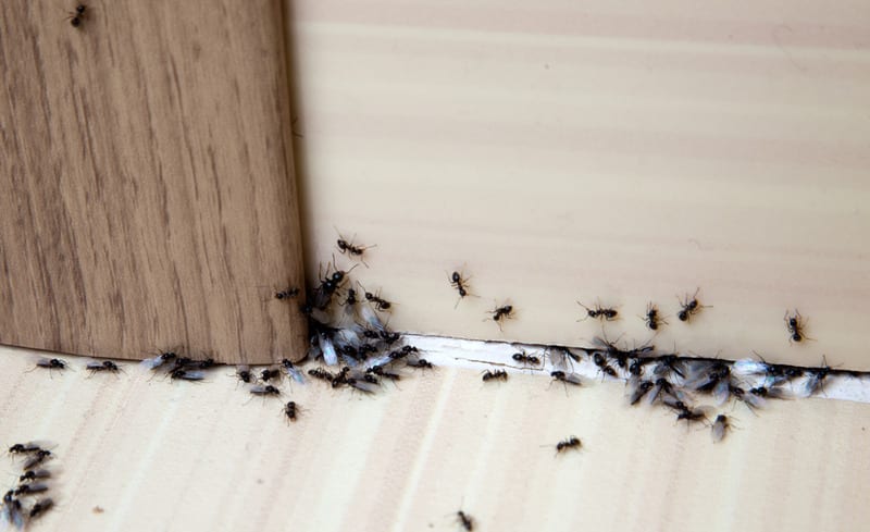 What’s the Difference Between a Pest Control Expert and an Exterminator?