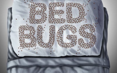 Dealing with Bed Bugs in Maine? Here is How to Identify and Treat Them