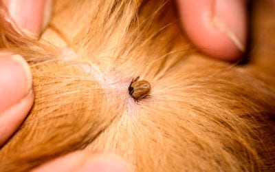 What to Do If You Find a Tick on You