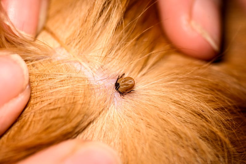 What to Do If You Find a Tick on You