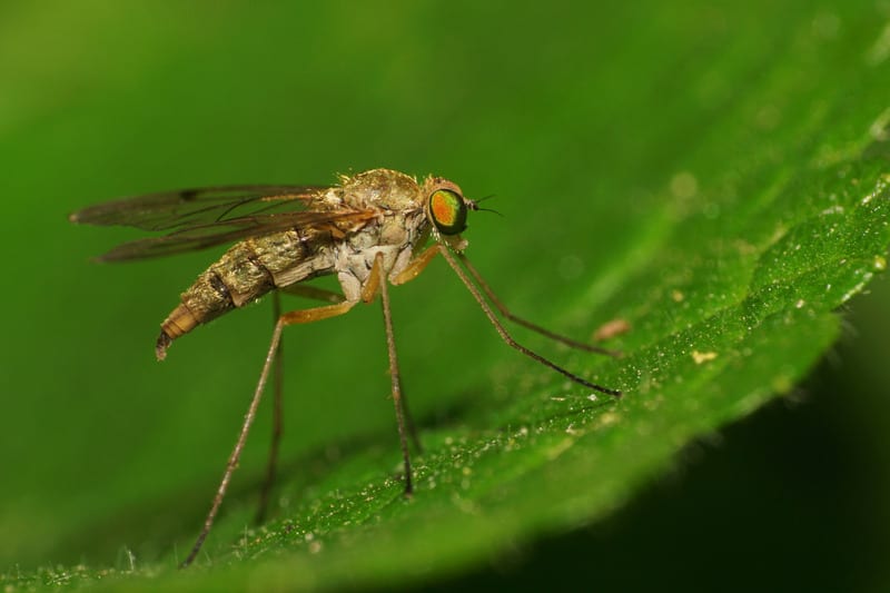 How To Protect Yourself And Your Property During Mosquito Season In Maine