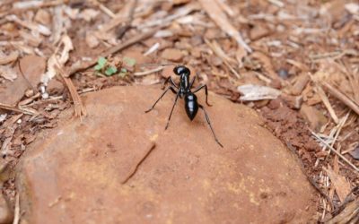 Don’t let Carpenter Ants Take Over Your Home!