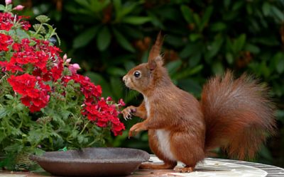 How to Prevent Squirrels and Groundhogs from Digging Up Your Yard