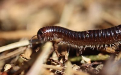 Insect Proofing a Home from the Outside