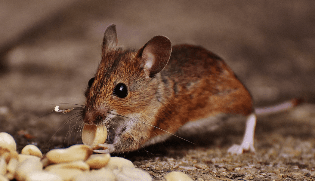 A mouse eating some nuts.