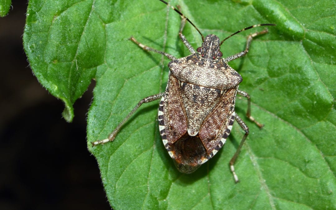 Stink Bugs, Fall Leaves, and Pumpkins: Signs of Fall