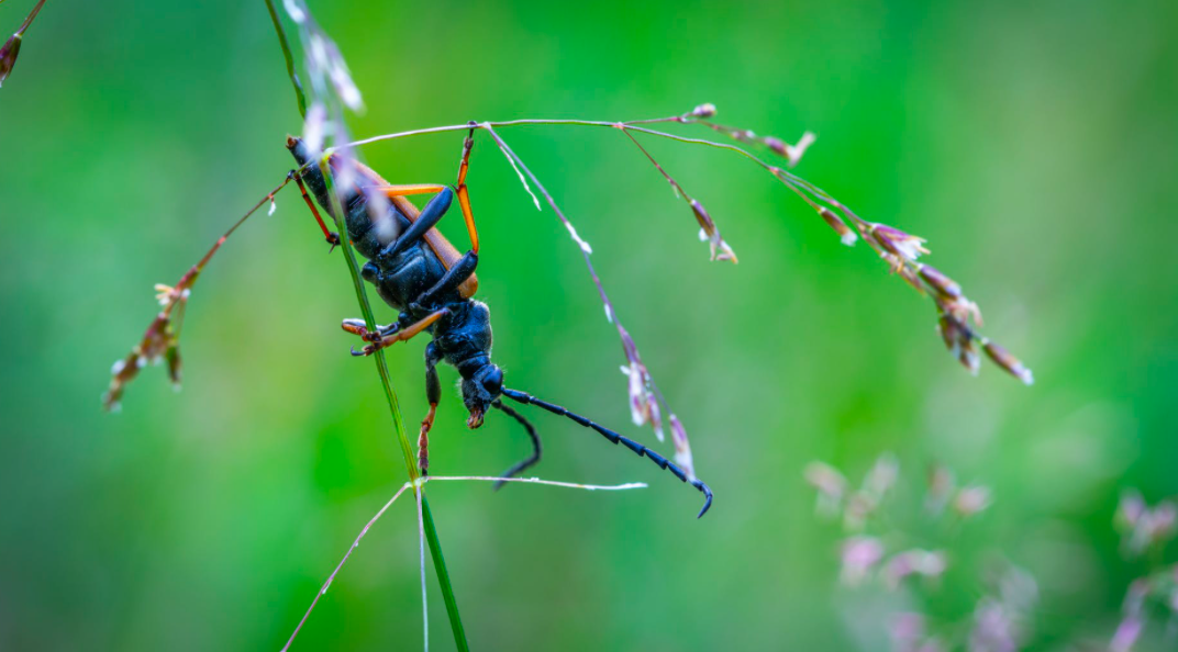 Why Is Prepping Your Lawn for Pests Important for Late Fall Early Winter?
