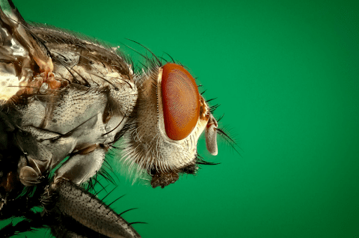 A fly against a green background