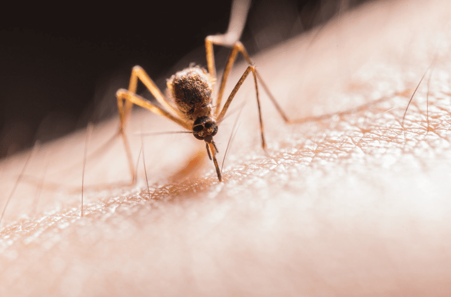 A mosquito sucking blood.