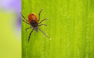 Tick Bite Prevention Tips