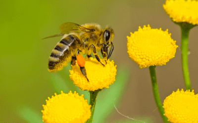 Bees and Stinging Insects Causing You Pain?