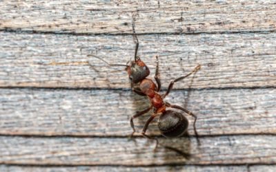 Homeowners’ Guide to Getting Rid Of Summer Ants