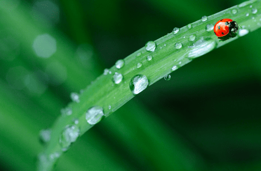 A ladybug on a wet leaf.