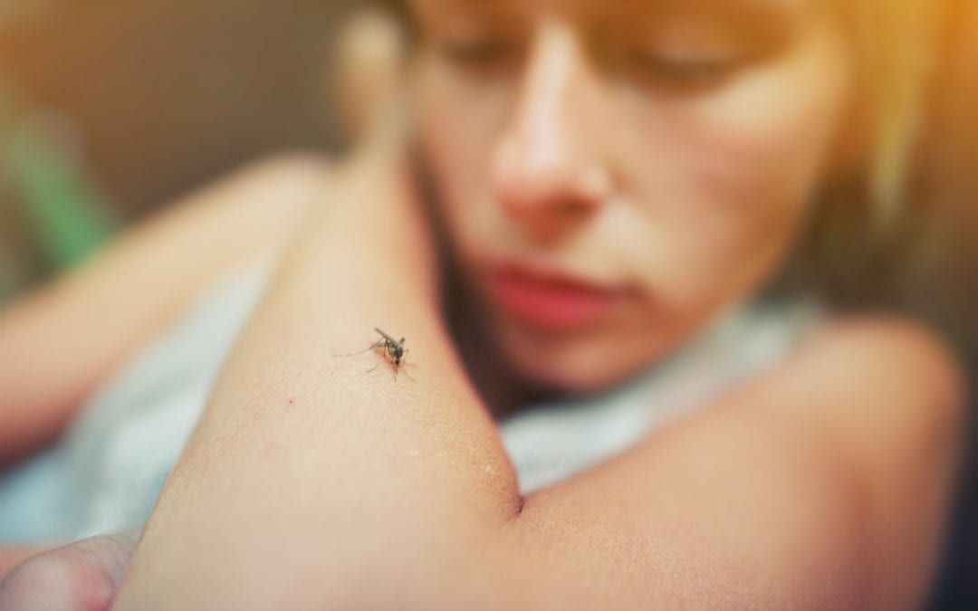 Mosquitos: All You Need To Know
