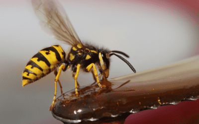 Are Wasps Swarming Your Yard?