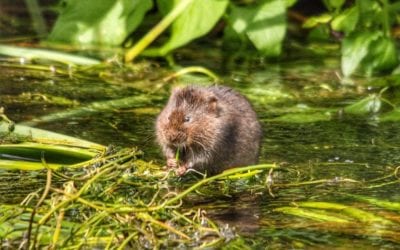 How to Keep Voles Out of Your Yard