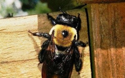 Carpenter Bees: Facts and What to Do When They Are Around the Yard
