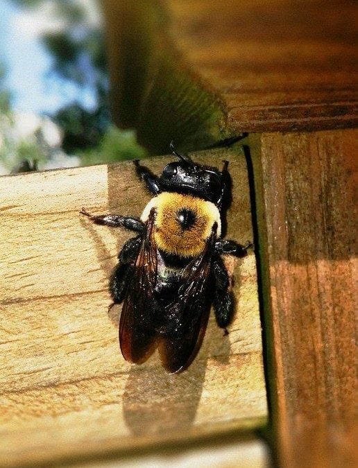 Carpenter Bees: Facts and What to Do When They Are Around the Yard