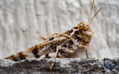 Fall Pests to Look Out For