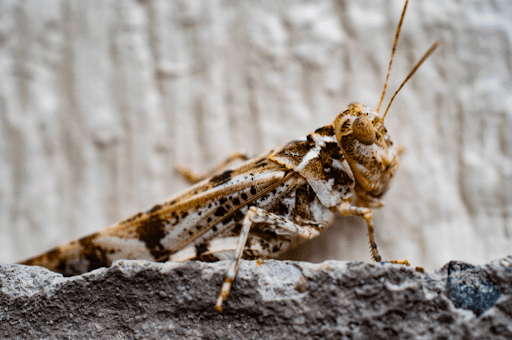 Fall Pests to Look Out For