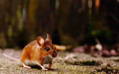 How to Get Rid of Mice in Walls and Attics