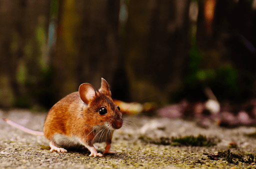 A brown mouse.