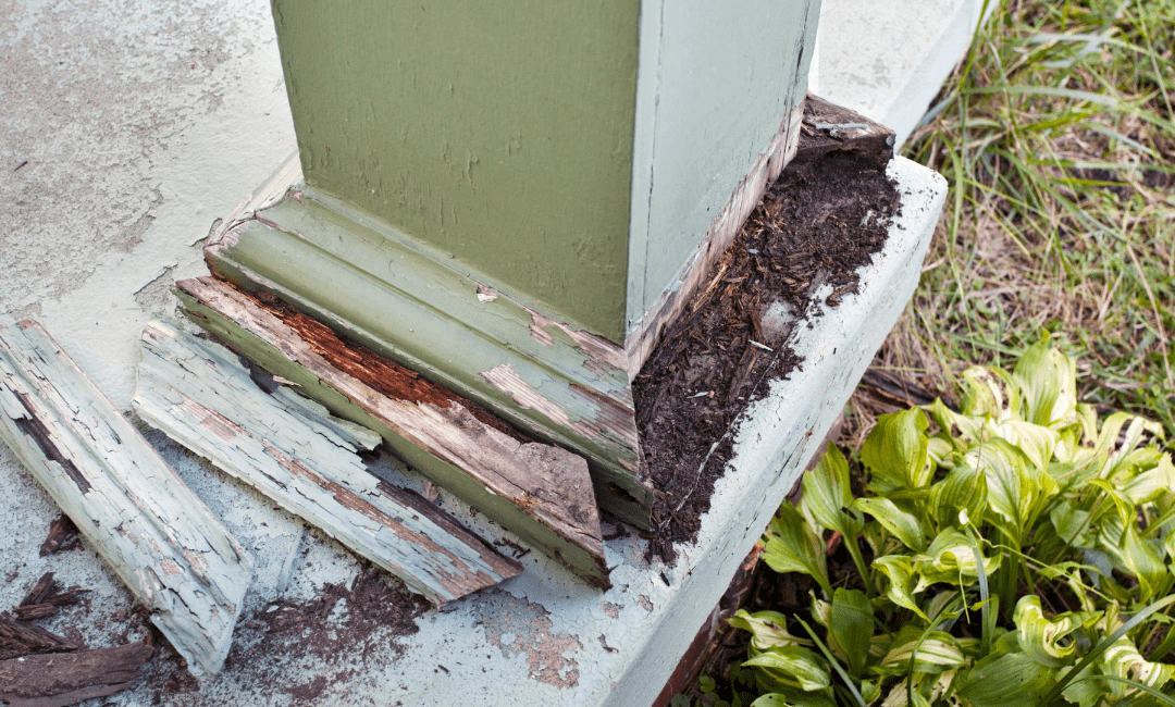 Identifying and Preventing Termite Damage