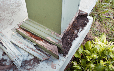 Identifying and Preventing Termite Damage