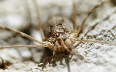 Should You Be Wary of Daddy Longlegs Spiders?