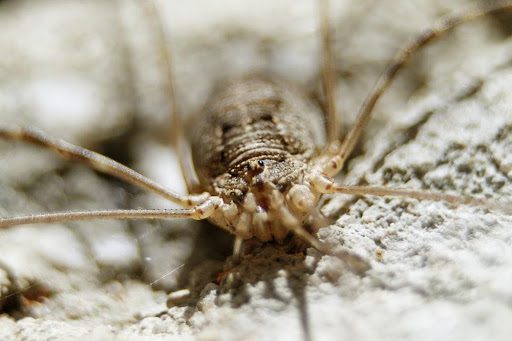 Daddy Longlegs: Two Eyes, Eight Legs, And No Webs