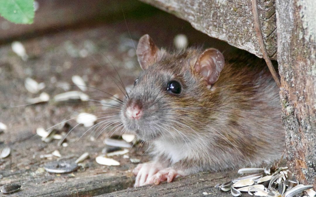 What to Do When You Find Mouse Droppings in Your Home?