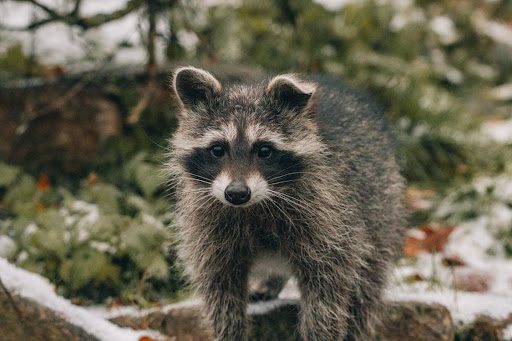 wintertime raccoon problems