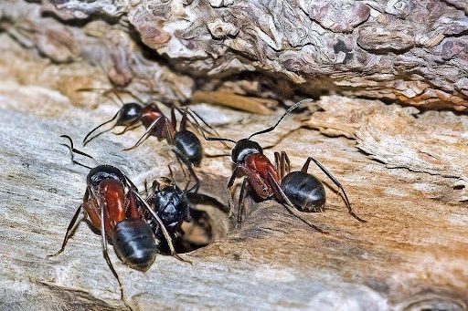 signs of a carpenter ant infestations
